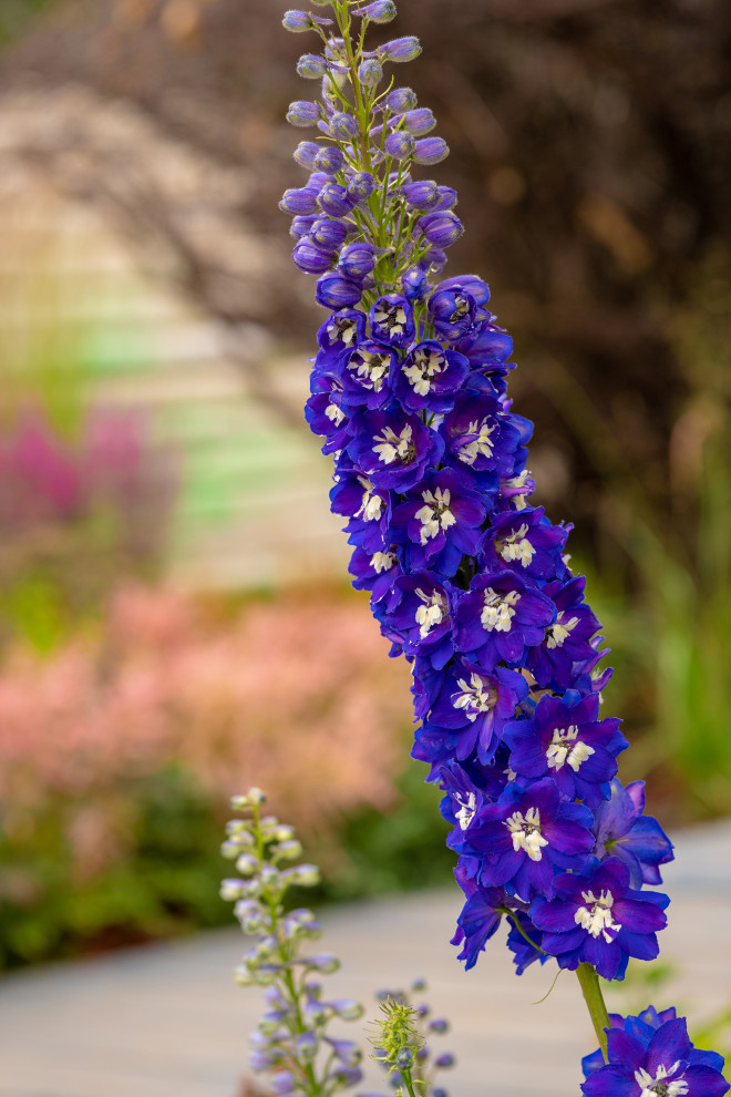 Фотосъемка Сада по сказке СиняяПтица на MFS 2019 Авторы М,Береснева М. ПРИНТЦ