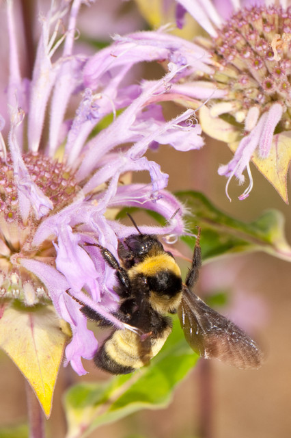 Bumblebees: Essential Pollinators for Your Garden