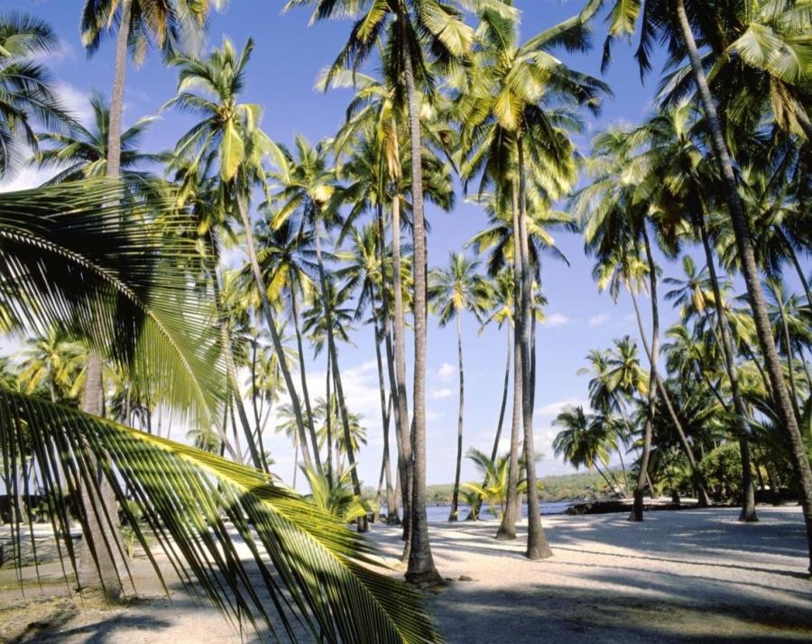 Palm Trees On Beach Wall Art