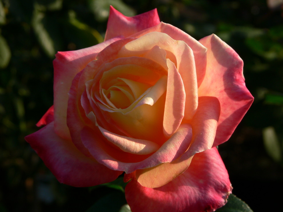 Your best cut roses for a bouquet