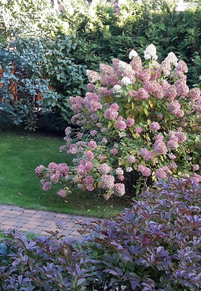 Гортензия Лайм лайт- жемчужина сада