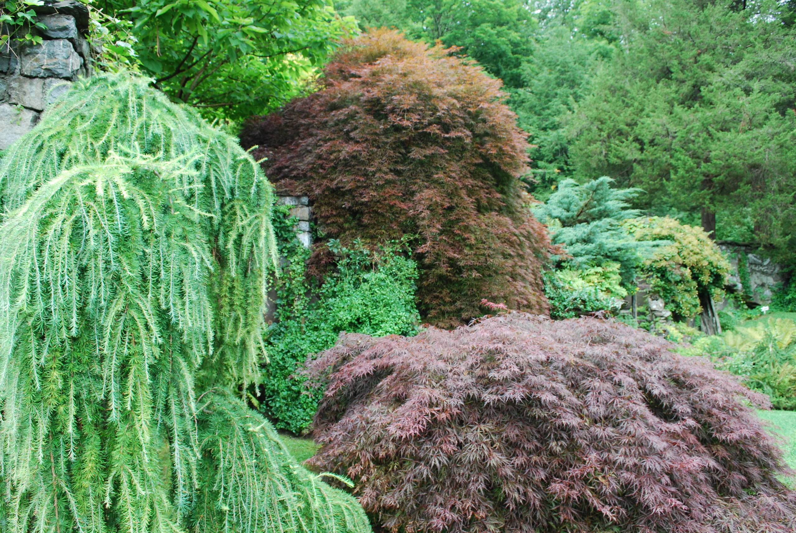 Weeping European larch with Japanese maples.