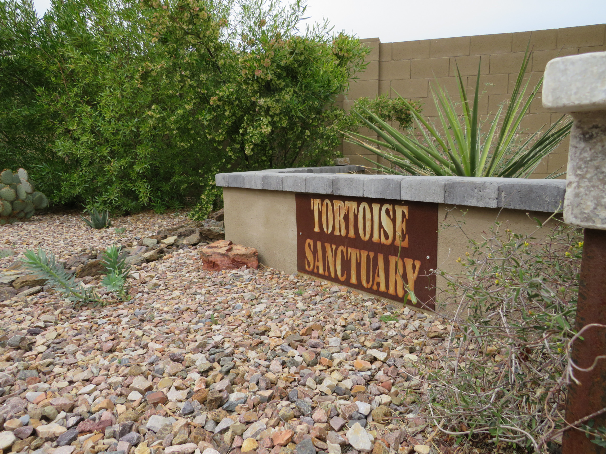 Modern Tortoise Landscape - Mesa, AZ