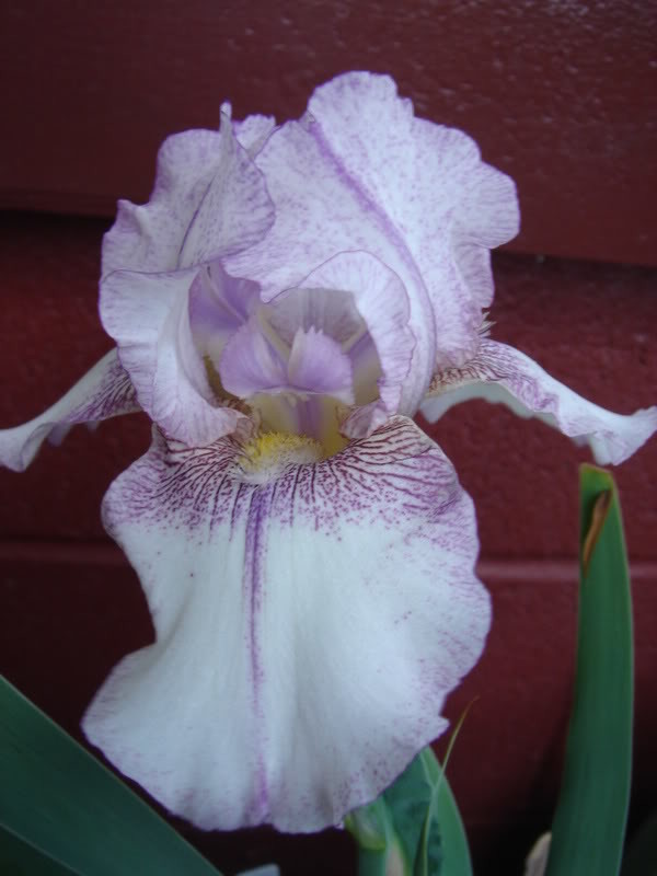 Tall Bearded Iris (Iris 'Cold as Ice') in the Irises Database 