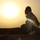 webuser_7470562