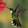 Best Hummingbird Feeders
