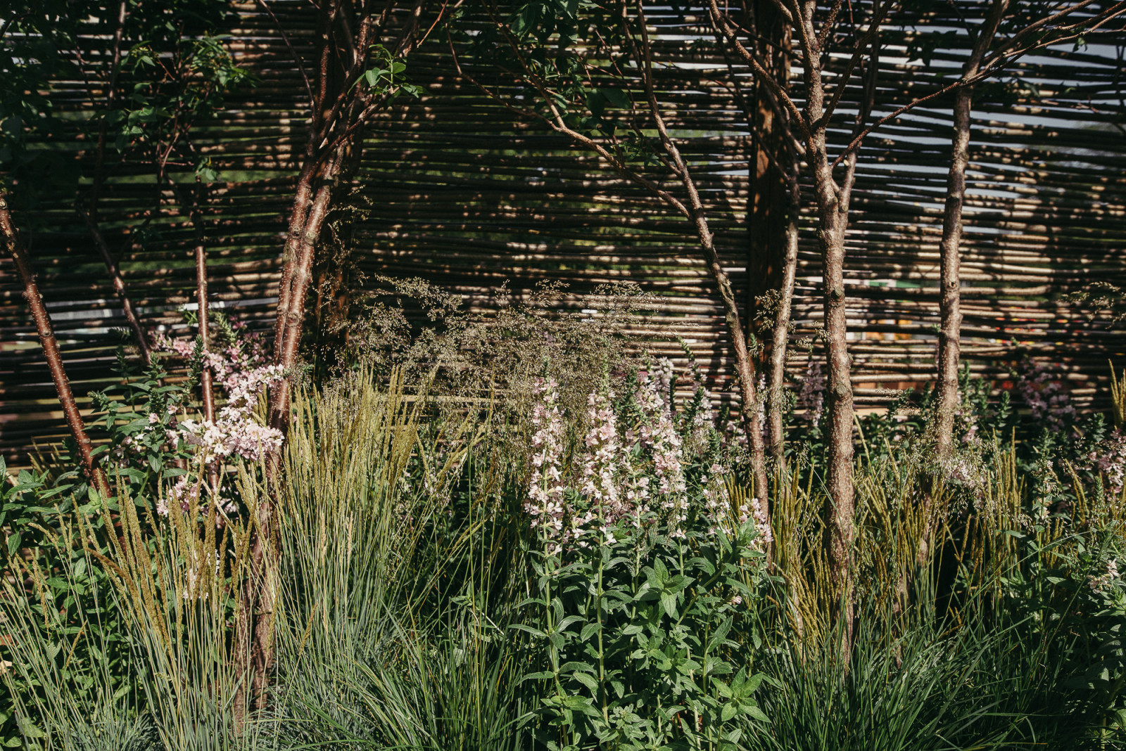 Grain de Perle (Зерно Жемчужины)