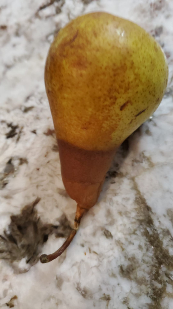 Pyrus communis bosc pears not ripening
