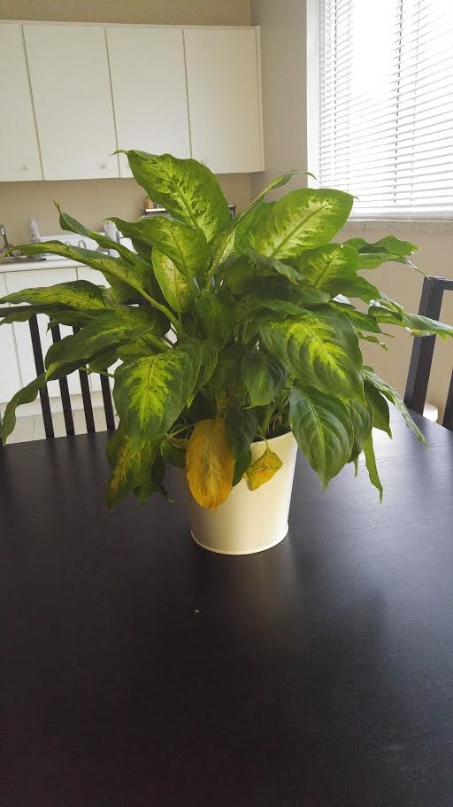 Trouble with dieffenbachia | Houzz Forum