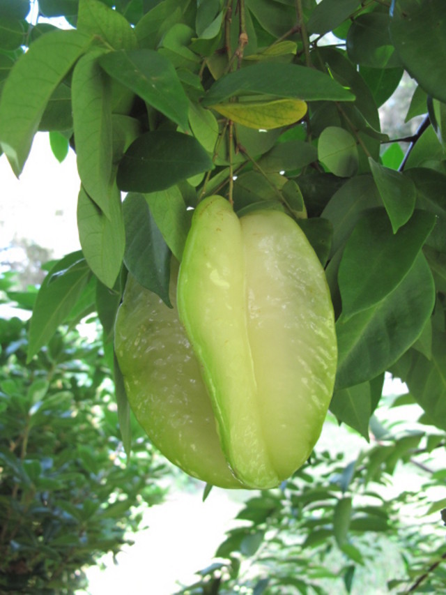 Fwang Tung Carambola (starfruit)
