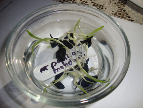 seed germination essay Advertisements: in this essay we will discuss about plants after reading this essay you will learn about: 1 subject-matter on plants 2 seed germination in plants 3 flowering process essay on plants contents: subject-matter on plants seed germination in plants flowering process in plants essay on plants essay # 1. seed germination essay Advertisements: in this essay we will discuss about plants after reading this essay you will learn about: 1 subject-matter on plants 2 seed germination in plants 3 flowering process essay on plants contents: subject-matter on plants seed germination in plants flowering process in plants essay on plants essay # 1.