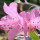 orchidrain