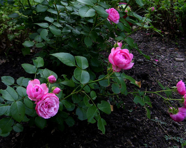 My new Pomponella blooms--finally!