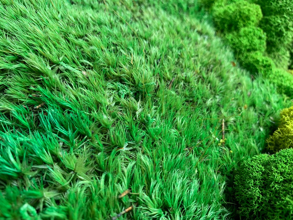 Панно из стабилизированного мха Ягеля и кочек