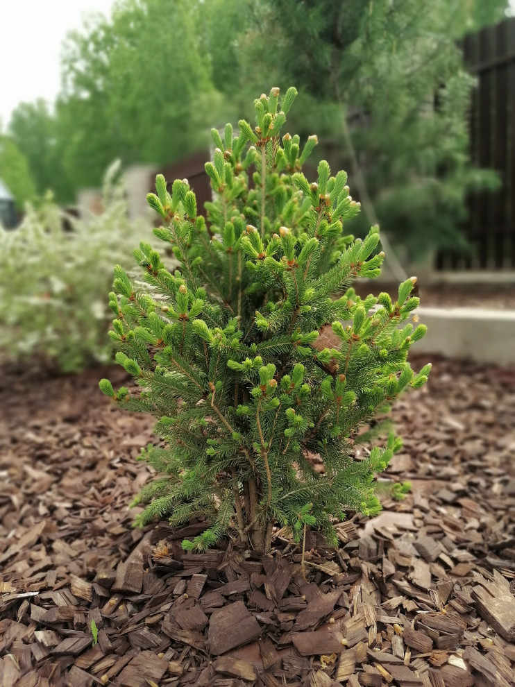 Небольшой сад в современном стиле