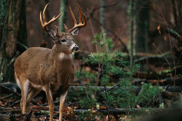 Free Whitetail Deer Screensavers