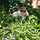 sylvia_satx