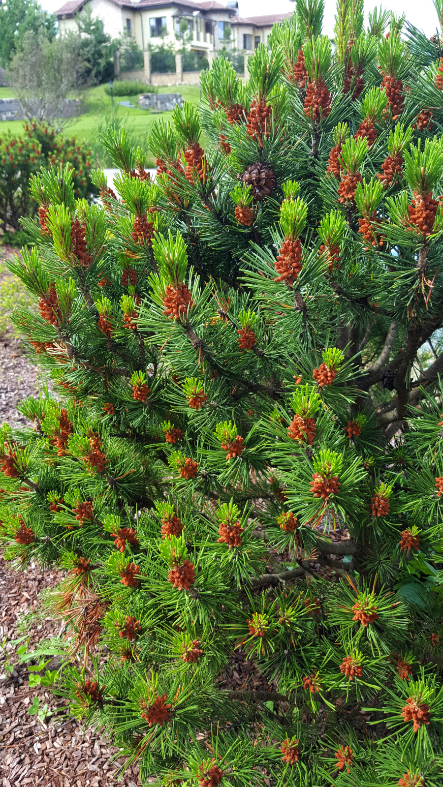 Цветники и композиции крупным планом