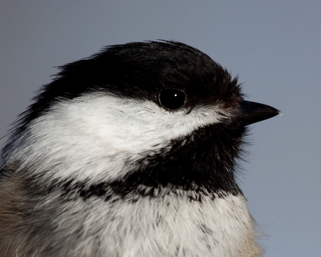 Black-Capped Chickadee 