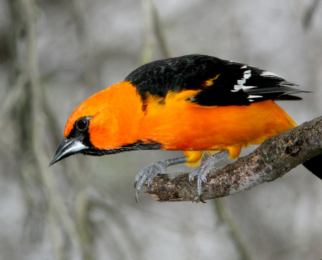 Orchard Oriole  Missouri Department of Conservation