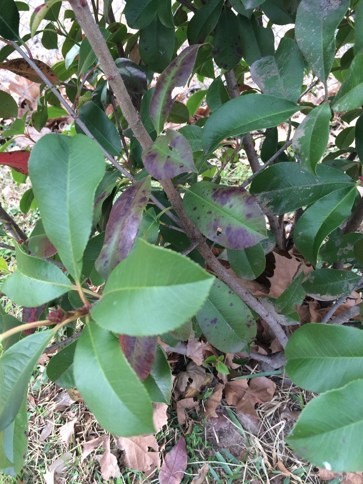 aralia plant Ming Aralia ( Polyscias fruticosa ) for Sale main image 1