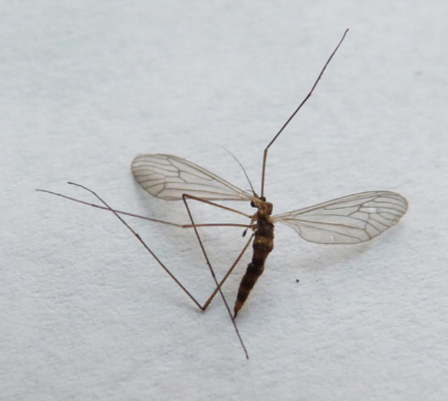Itun Insect Insect ID Please