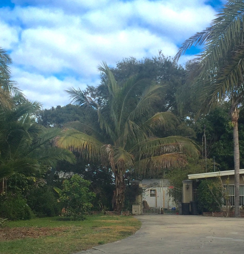 Mature coconut tree in Orlando