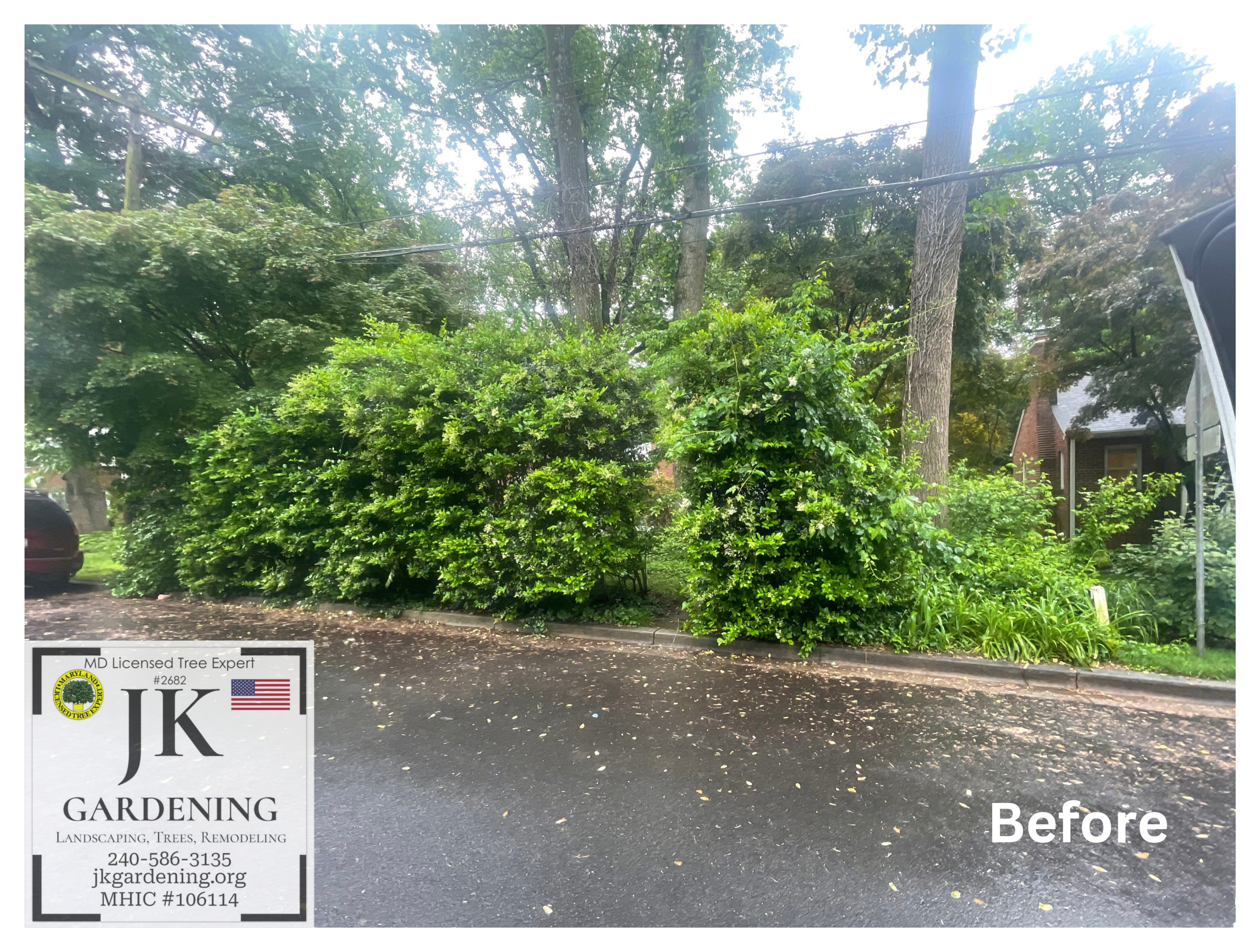 Large Tree & Bush Removal