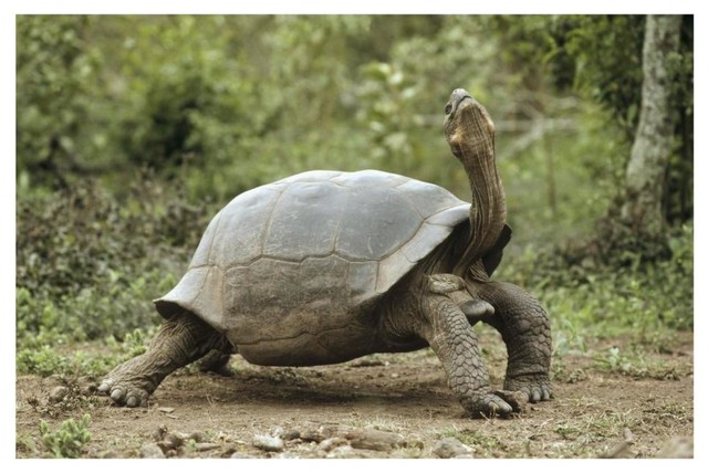 Darwin'S Finch And Volcan Alcedo Giant Tortoise, Galapagos Islands ...