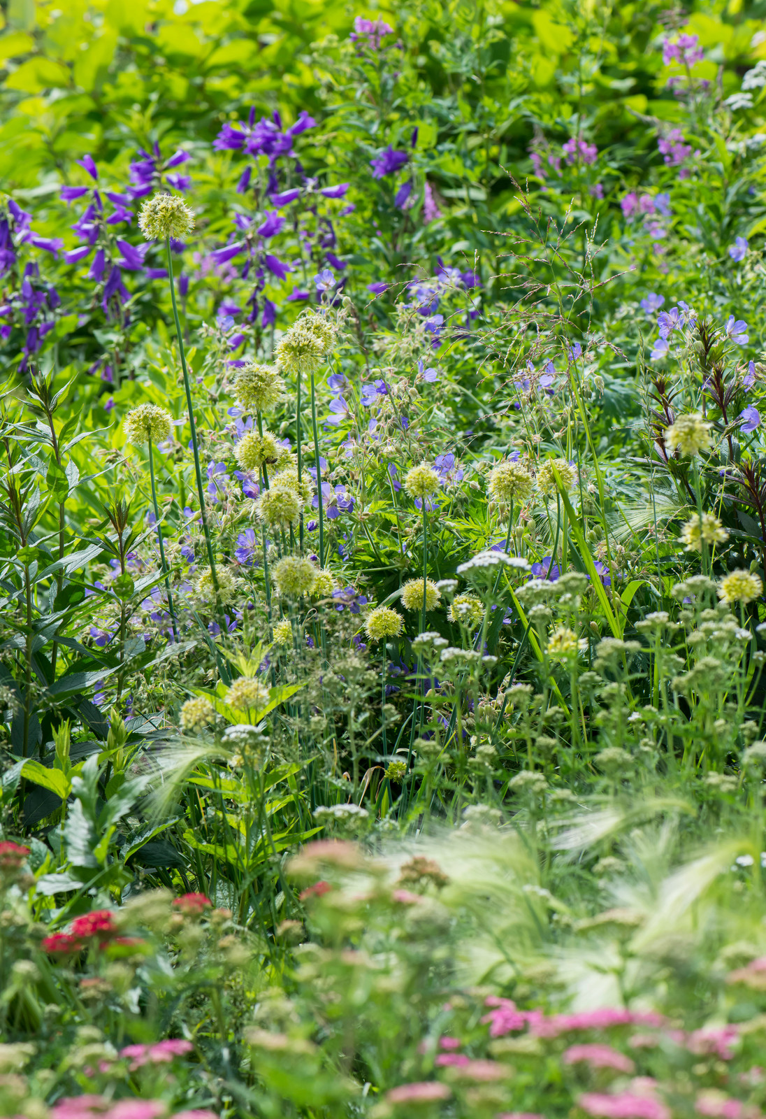 Цветник в  природном стиле  (" New Perennials"  или "Новая волна")
