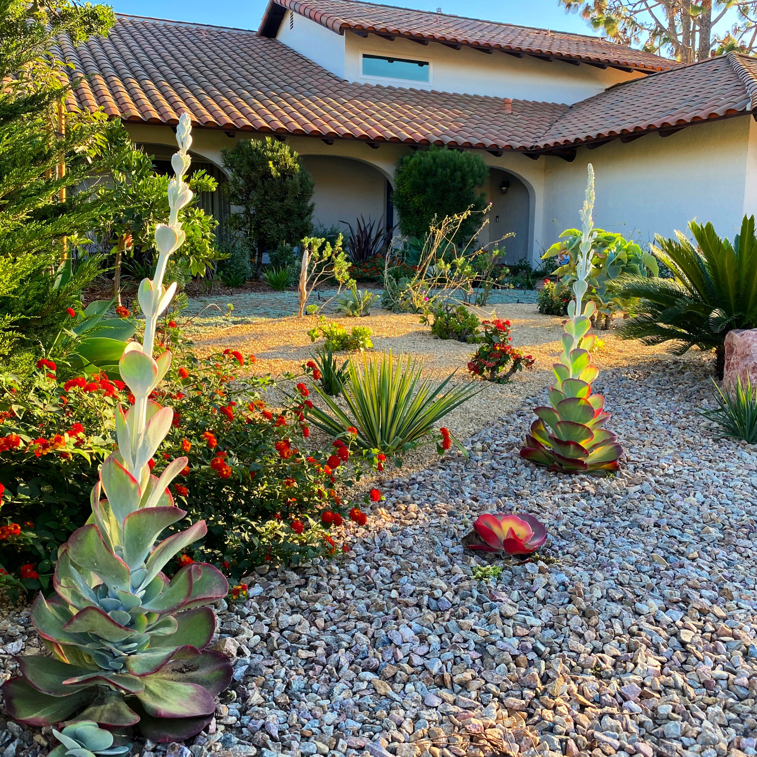 Rancho Palos Verdes, CA - Front Yard Regenerative Renovation