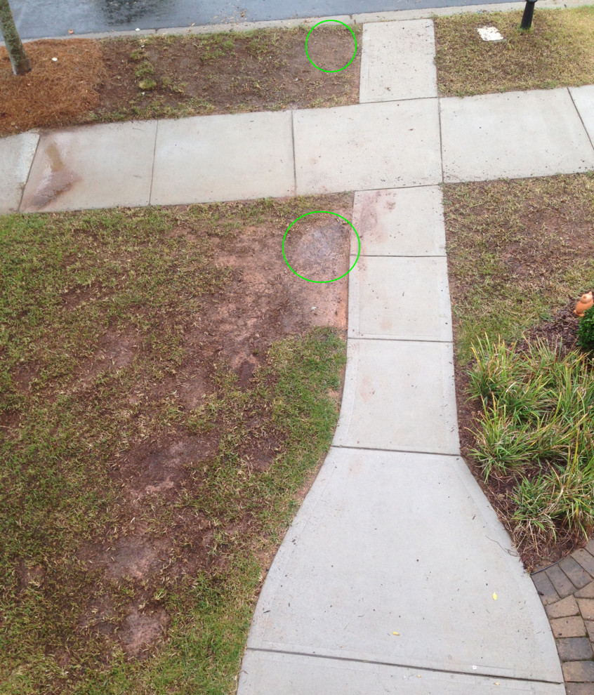 11 Days after Overseeding. Before and After.