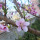 giorgia_canu80
