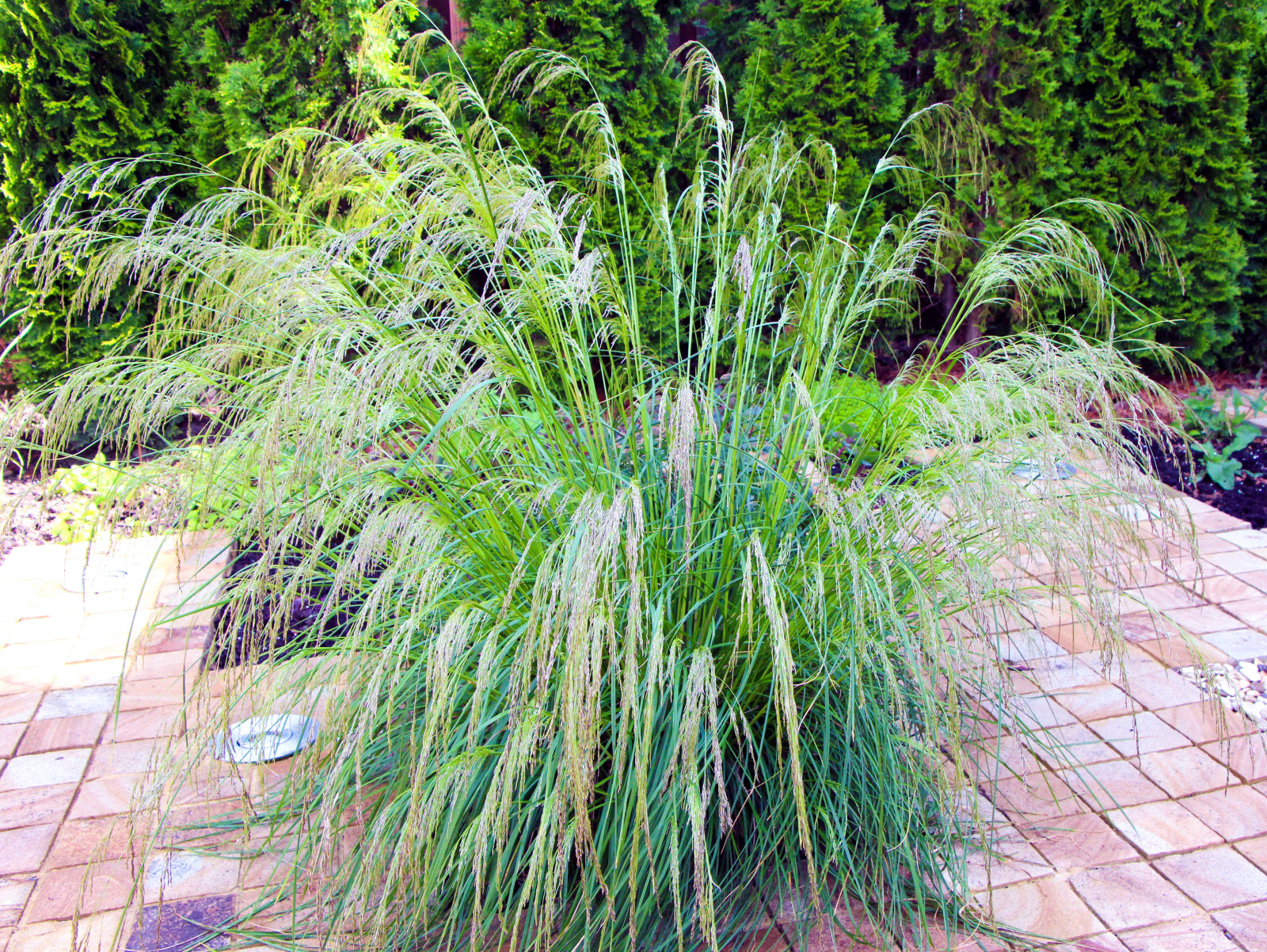 Павлово-2, 2015 г.