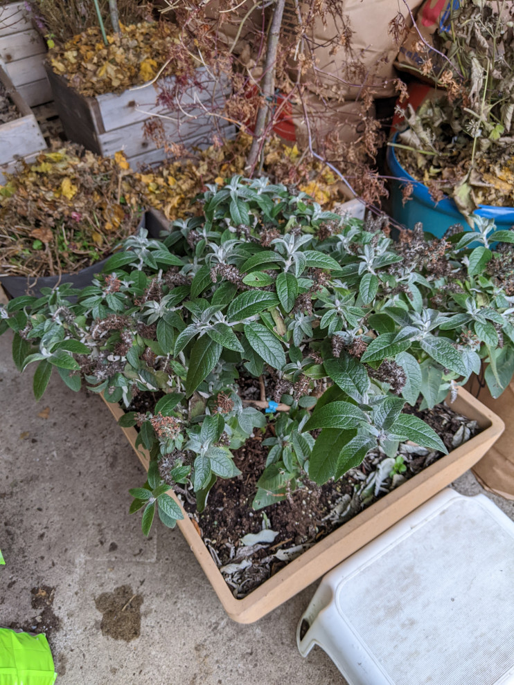 Image of Butterfly bush in a pot on a front porch railing