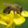 Bees Pest Control Sydney