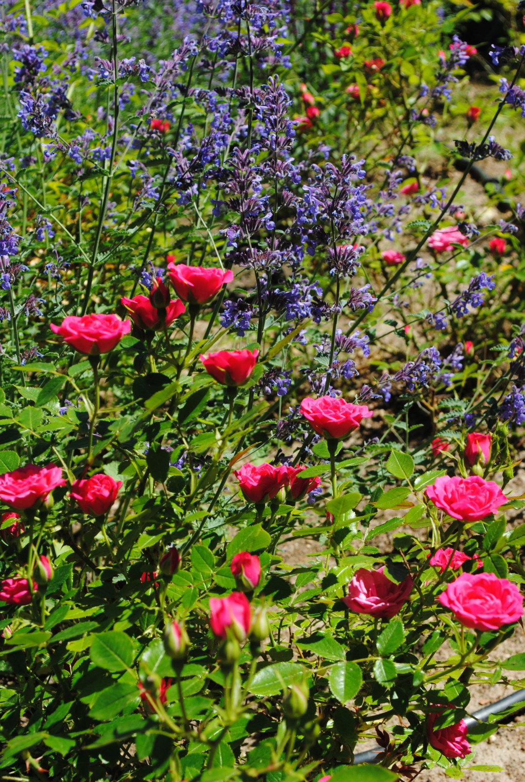 КП Зеленый мыс