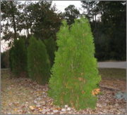emerald green arborvitaes browning.....