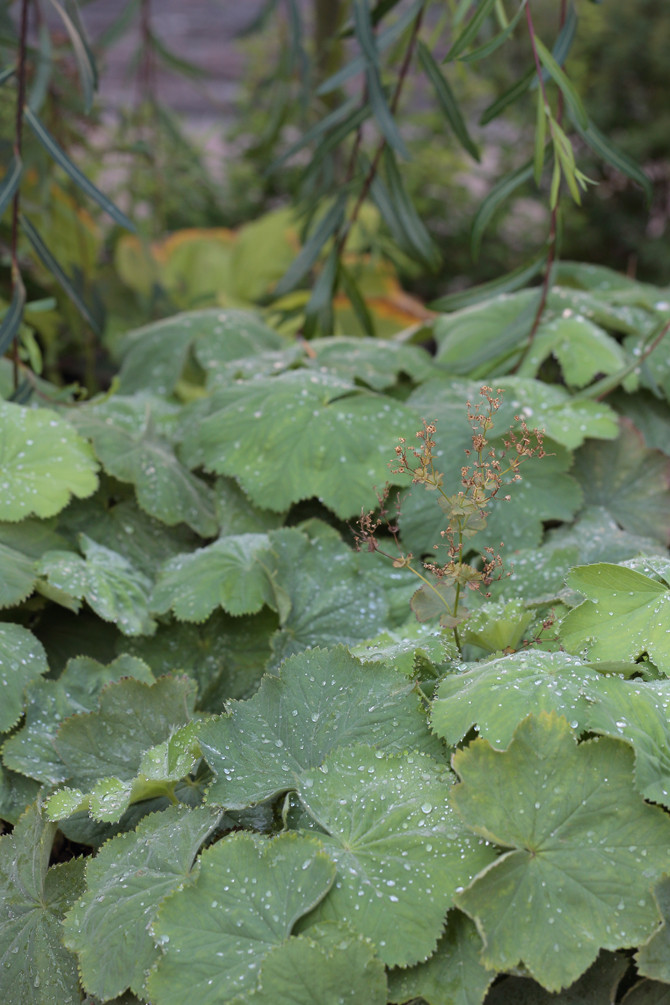 Хвойный миксбордер