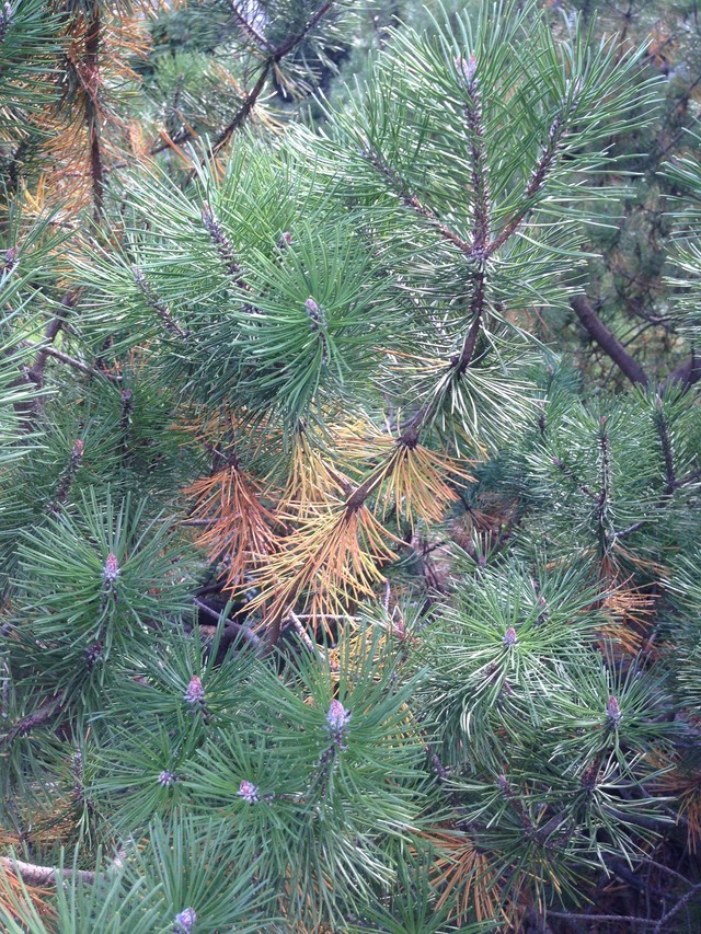 Pine tree dying?