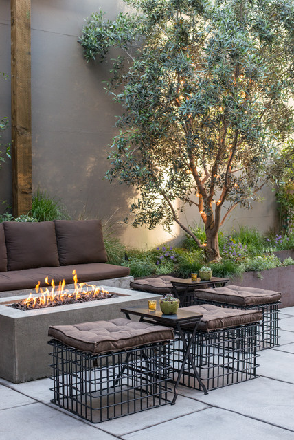 Olive Tree - Contemporary - Garden - San Francisco - by Terra Ferma