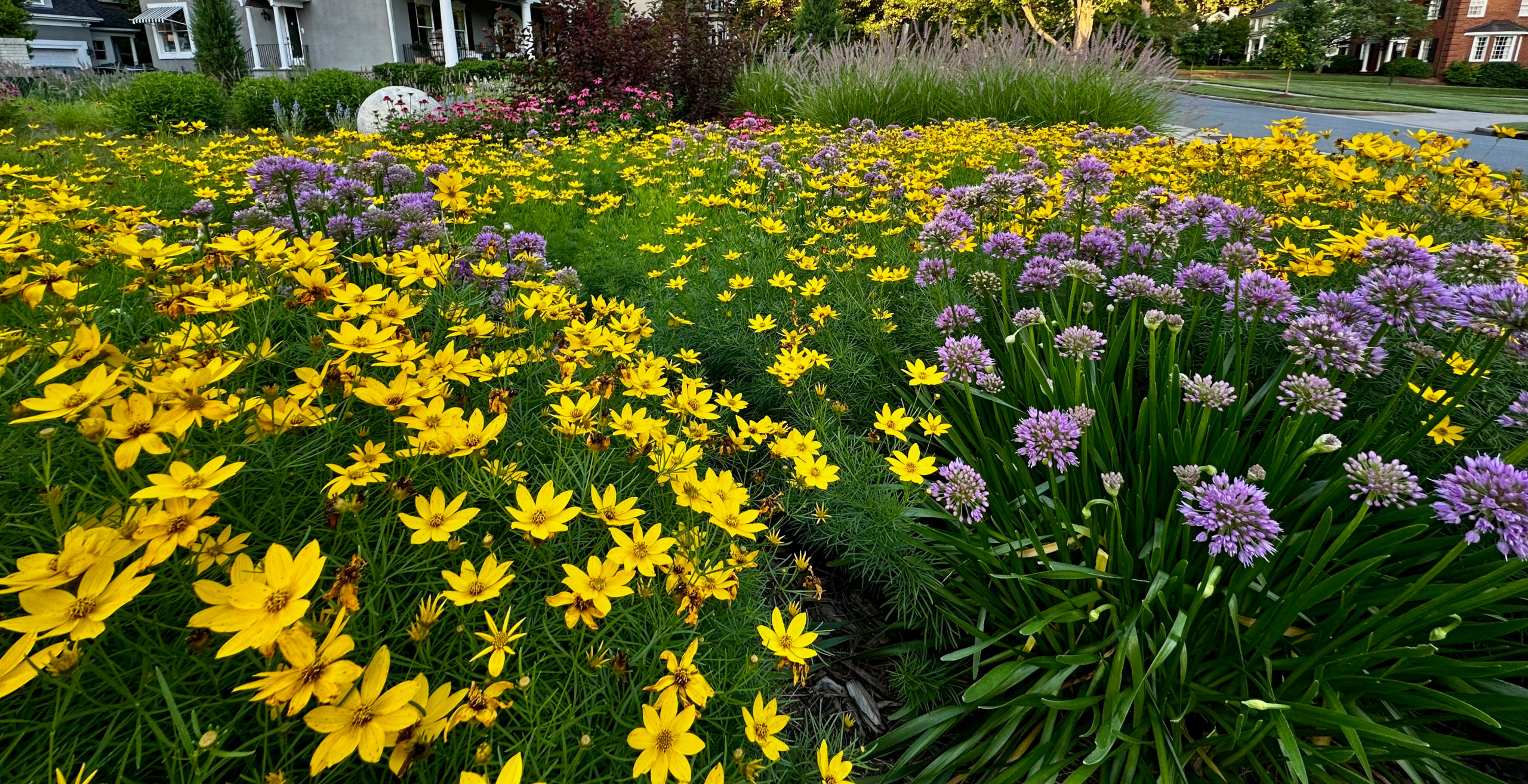 The front garden in May