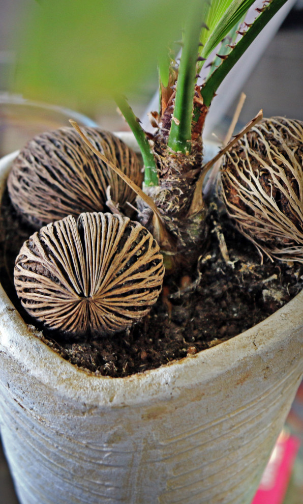 Интерьер входной группы салона красоты SW HOLDING в Эко-стиле