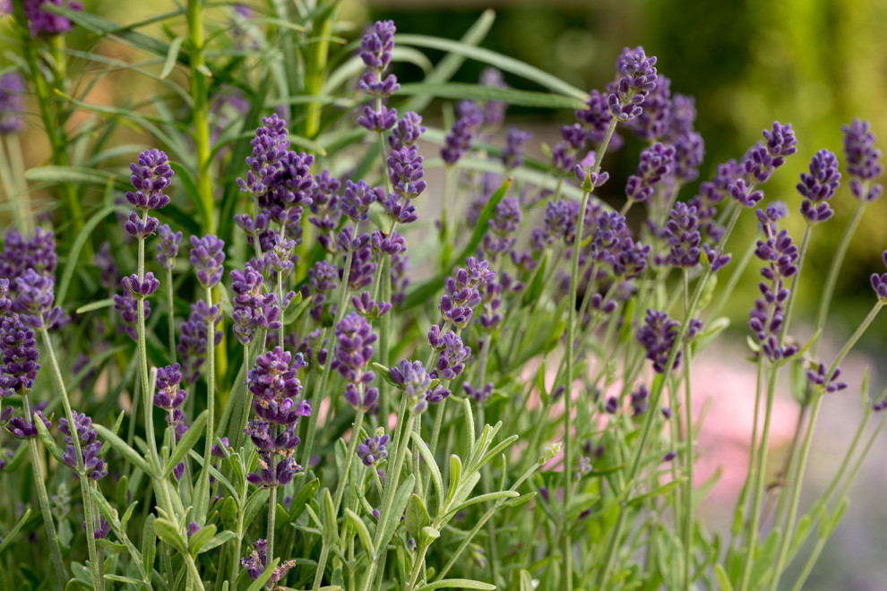 Фотосъемка Сада   по  Метрелинку на MFS 2019 Авторы М,Береснева М. ПРИНТЦ
