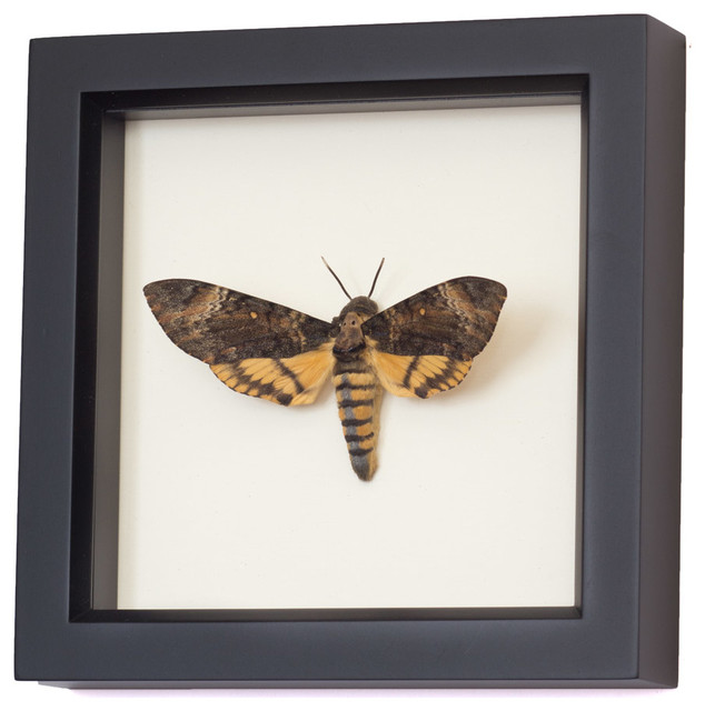 Framed Death Head Moth Display