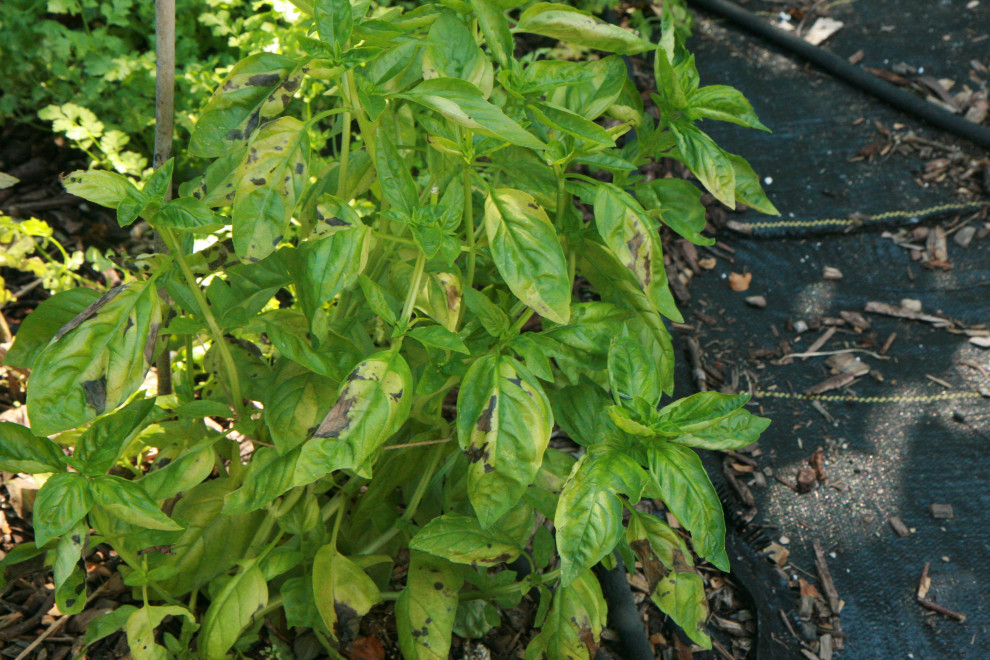 Yellowing then brown spots on basil leaves