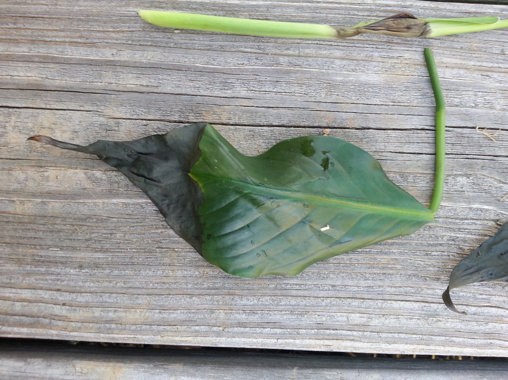 black spots on peace lily