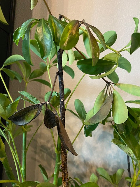 sansevieria lichtbedarf Sansevieria fernwood mikado (Bogenhanf) (XS) main image 1