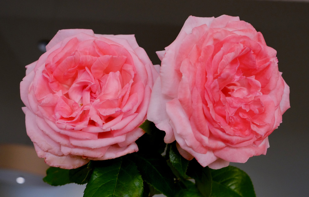 Leftmost Roses Does anyone grow this rose? | Houzz Forum