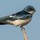 birder